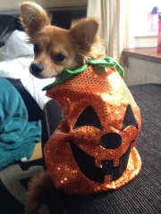 What's the deal with dog rain coats etc