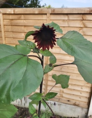 Could this be a sunflower?