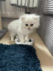 Meet our beautiful new boys !