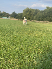 My dog has been diagnosed with right sided congestive cardiac failure