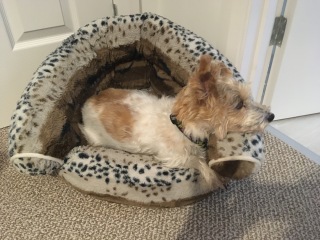 Do you allow dogs on your furniture 