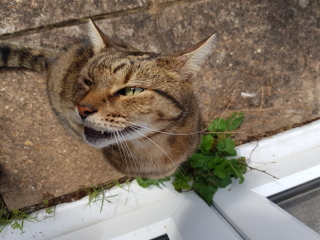 Thug cat part 4.  After all, it's not my Axminster.