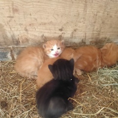 I appear to have cats