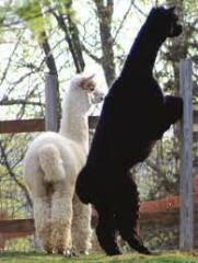 What did we see last night..?