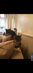 Please share your experience of adopting 10+ year old cat