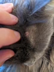 Something on cats head, warts?