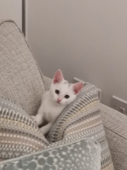 Our feral kitten is spicey, can we tame him!