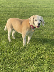 My dog has been diagnosed with right sided congestive cardiac failure