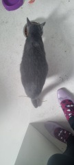 Is this cat pregnant?
