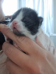 Is this cat pregnant?