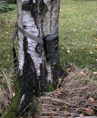 Can anyone identify the creature leaving this poo on my lawn?