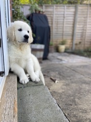 Puppy Survival Thread: Surviving into Summer 2022