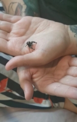 I have pet Spiders. AMA. 
