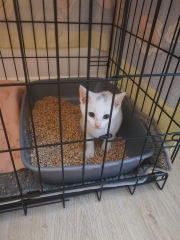 Our feral kitten is spicey, can we tame him!