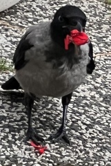 I know it's not reasonable to kill a robin but wtf do I do?