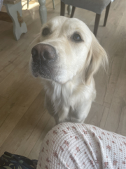 Golden retriever owners - can I ask a simple question? 