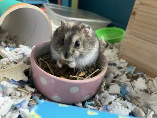 Hamster appreciation thread!