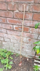 Best climber between star jasmine (4 meters minimum)