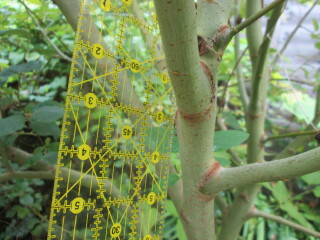 Tree i.d. with pix