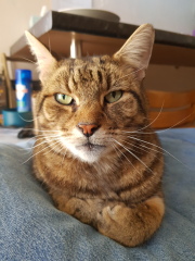 Thug cat part 4.  After all, it's not my Axminster.