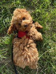 Puppy Survival Thread: Surviving into Summer 2022