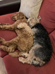 Puppy and elderly dog