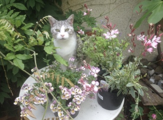 Please share your experience of adopting 10+ year old cat