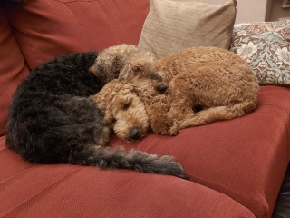 Puppy and elderly dog