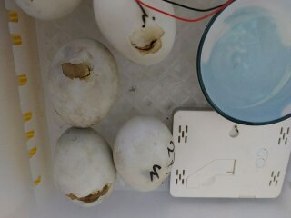 Ukraine Invasion: Part 31