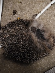 To tell you a bit about Hedgehogs?