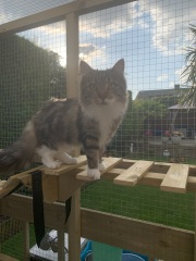 Let house cat out?