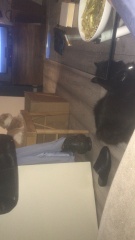 Ollie, Prince, Leroy, Walter and Co...