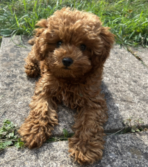 How to get pup to eat dry kibble/food?