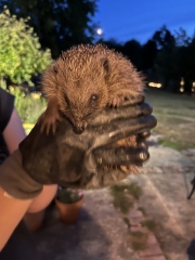 To tell you a bit about Hedgehogs?