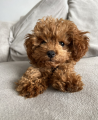 How to get pup to eat dry kibble/food?