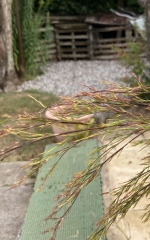 What is this plant