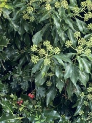 What is this plant please