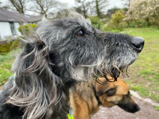 To think Bedlington Terriors are the cutest dog?