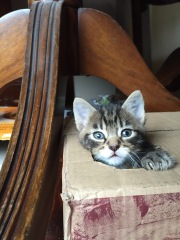 We appear to have acquired a stray kitten...advice needed!