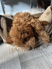 How to get pup to eat dry kibble/food?