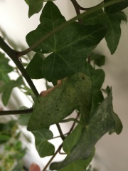 What are these black spots on my ivy plant?!
