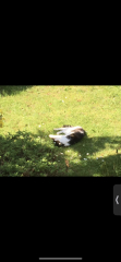 Please share your experience of adopting 10+ year old cat