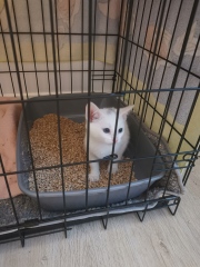 Our feral kitten is spicey, can we tame him!