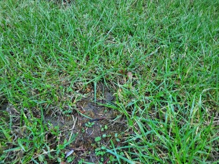 What type of grass is this?
