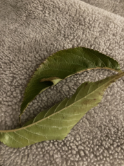 What type of tree is this?