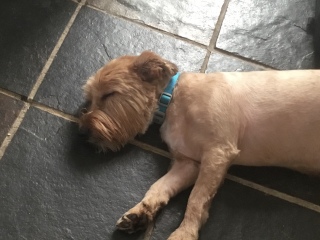 How to help our new rescue with his issues.