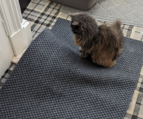 Can I get a cat with looped carpets?