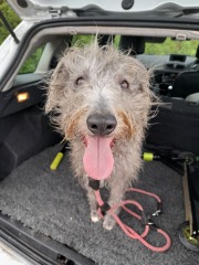 To think Bedlington Terriors are the cutest dog?