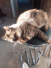 Keeping outdoor cat warm in garage?