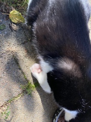 Help! Semi feral cat with swollen paw and limp